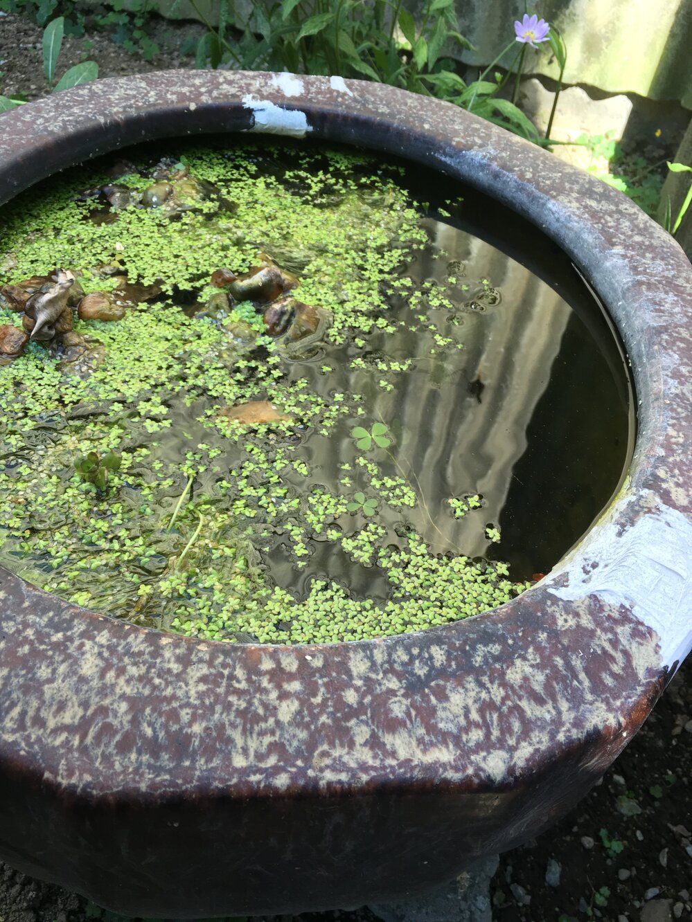 屋外で睡蓮鉢でのメダカ飼育について 水温が上昇しにくい睡蓮鉢の特徴 Yahoo 知恵袋