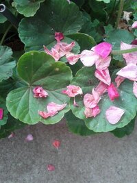 ゼラニウムを植えたいのですが 花びらはけっこう散らかりますか マン Yahoo 知恵袋