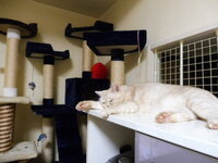 大学生の一人暮らし バイトサークルありで猫を飼って買うのは厳しいですよね Yahoo 知恵袋