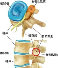 肋間神経痛 現在妊娠７か月です 急に左側の胸 背中 肩 脇腹が痛むようになりま Yahoo 知恵袋