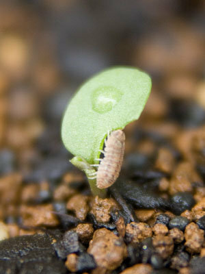 ダンゴムシは植物の芽を食べるのでしょうか 春先に家の花壇に蒔 Yahoo 知恵袋