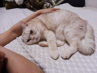 猫を枕にして寝ることは可能でしょうか 人間の頭は重いですので Yahoo 知恵袋