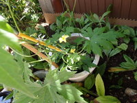 ゴーヤを大きいプランター 野菜用 で育てているのですが 鹿児島だと花はいつ頃咲 Yahoo 知恵袋