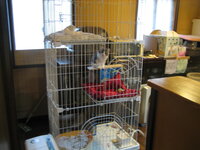 測る 子豚 にじみ出る ロシアン ブルー ケージ Unwrap Jp