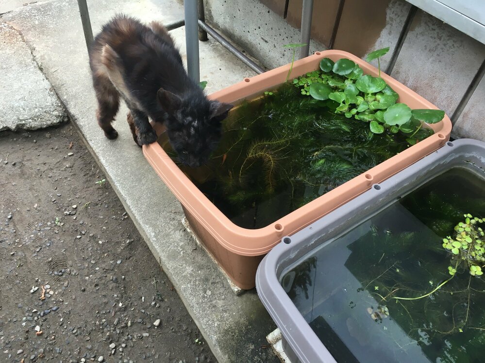ネコが池のメダカを食べに来ます うちの近所に最近野良猫4 Yahoo 知恵袋