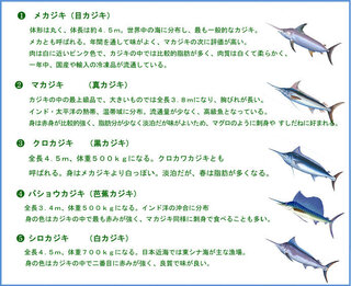 真カジキって魚います メカジキとどう違うんでしょう 生物 Yahoo 知恵袋