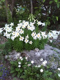 咲き終わった百合の花を来年も咲かせる管理方法教えてください 百合の種類と Yahoo 知恵袋