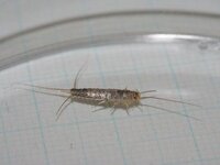 この虫ってなんですか 紙魚 シミって言う虫です Yahoo 知恵袋