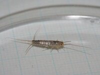 この虫ってなんですか 紙魚 シミって言う虫です Yahoo 知恵袋