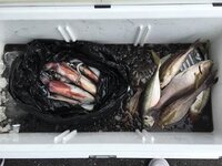 アジを釣りました 持って帰って美味しいお造りを食べるには 血抜き Yahoo 知恵袋