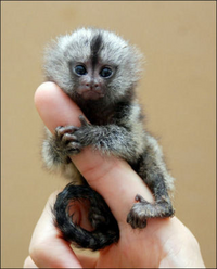 マイナーな動物で かわいい ていう動物いたら教えてください ピグミーマーモ Yahoo 知恵袋
