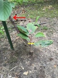 桜の幼木について質問です 自宅の庭に４年前に挿し木した八重桜 Yahoo 知恵袋