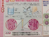 至急中学3年理科の玉ねぎの根の観察について 玉ねぎの実験結果をプ Yahoo 知恵袋