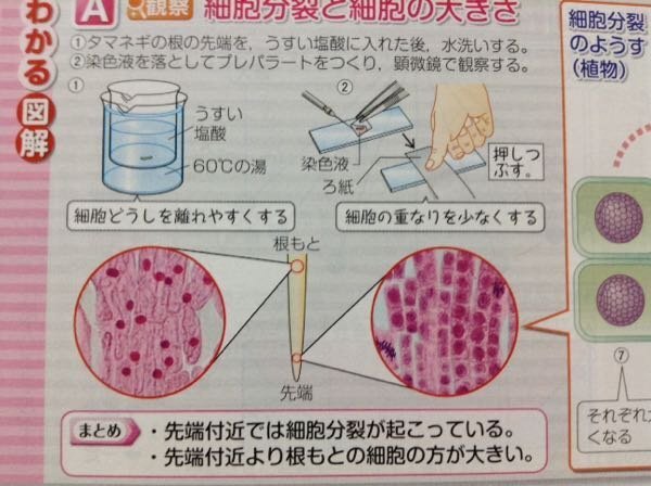 至急中学3年理科の玉ねぎの根の観察について 玉ねぎの実験結果をプ Yahoo 知恵袋