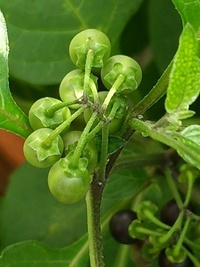 これはミニトマトですか 花はミニトマトの花にそっくりですが 色が違います 突然 Yahoo 知恵袋