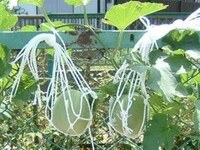 プリンスメロンの栽培をしています 地植えの空中栽培です 質問が2 Yahoo 知恵袋