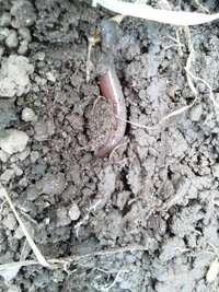 皆さんは生きたミミズを素手で触れますか 要注意 ミミズ 画像 Yahoo 知恵袋