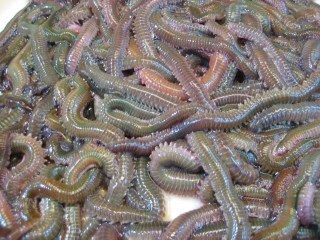 釣り餌 現地採している方に質問です 私は干潮のとき近所の河口のゴロタ石をめく Yahoo 知恵袋