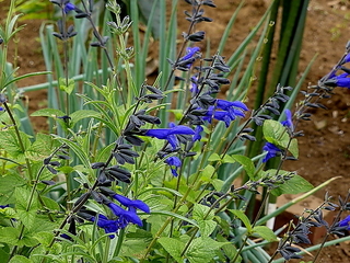 葉っぱばかり茂って 花が咲きません 今年5月から6月にかけて 庭の花壇に Yahoo 知恵袋