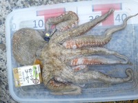 タコの〆方について 最近タコ釣りに行っているのですがタコを Yahoo 知恵袋