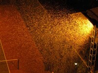 車にいっぱい羽がついたアリがついてました 昨日夜0時にマンションに Yahoo 知恵袋