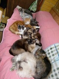 テーブルヤシが飼い猫に食べられてしまいました 泣 この食べられてボロボ Yahoo 知恵袋