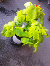 ここ最近 この花の葉っぱが茶色のあとみたいのが沢山出来て 朝水をあげ Yahoo 知恵袋