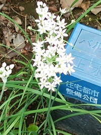 これはノビルですか ニラです 花の蕾が付いています Ht Yahoo 知恵袋