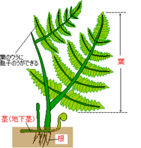 コケ植物は 体の表面から水を取り入れますが シダ植物はどこから Yahoo 知恵袋