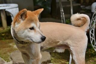 夏で外飼いの犬 こんにちは 柴犬を飼っています 外で飼って Yahoo 知恵袋