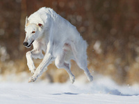 最近うちの犬の目が逝ってしまっていて 凄く気になります 凄く懐いてい Yahoo 知恵袋