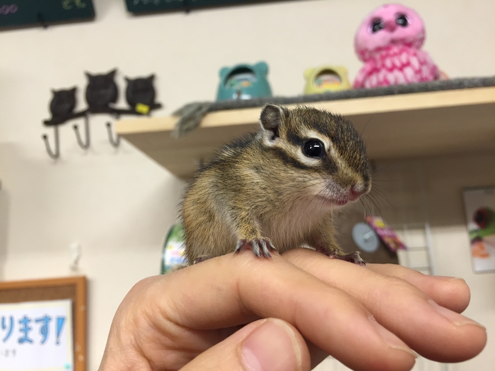 いま福岡県や佐賀県や熊本にてシマリスを販売しているペットショップや Yahoo 知恵袋