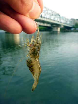 テナガエビ ミナミテナガエビのような を 捕まえました 飼育したいのですが Yahoo 知恵袋