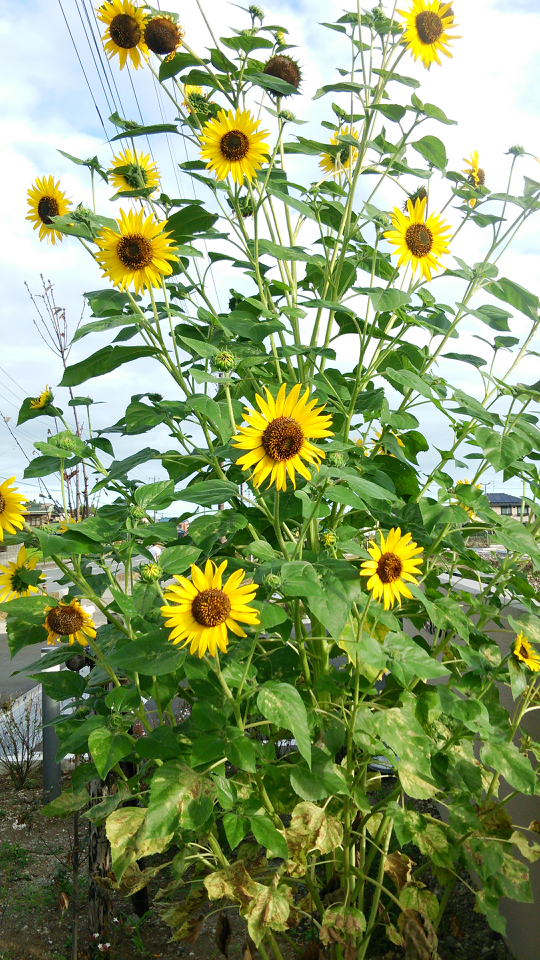 ひまわりの花の写真をください 茎のところもいれて 花の全 Yahoo 知恵袋