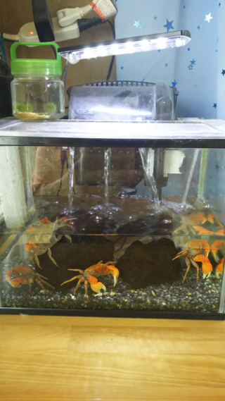 クロベンケイガニの飼育についての相談です 今月5日に近くの川で Yahoo 知恵袋