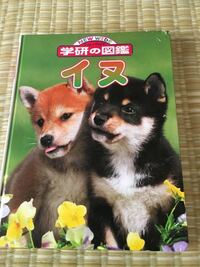 １歳の娘は犬が大好きなので 犬の図鑑を買ってあげたいと思っています たくさん種 Yahoo 知恵袋