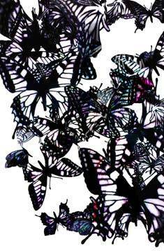 蝶のかっこいいイラストください こういうのはどうでしょうか Yahoo 知恵袋