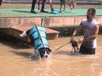犬の泳ぎが下手な場合 前足が水面から出てバタバタしている状態 ライフジャ Yahoo 知恵袋