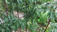 黒竹の育て方 どう育てたいの 庭土に植えて育てたいのなら Yahoo 知恵袋