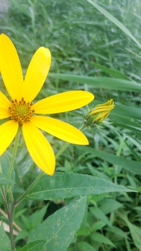 確認したいのですがこの花はキクイモモドキで間違いないですか Yahoo 知恵袋