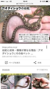 これはマムシですか それともアオダイショウですか アオダイショウの幼体だ Yahoo 知恵袋