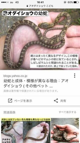 これはマムシですか それともアオダイショウですか アオダイショウの幼体だ Yahoo 知恵袋