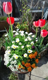 チューリップ寄せ植えの組み合わせ2つの丸いプランターに チューリッ Yahoo 知恵袋