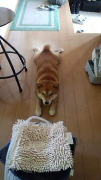 柴犬 どうしたら室内自由飼いできますか うちには２匹の柴犬がいます どち Yahoo 知恵袋