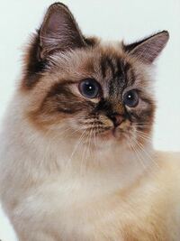 シャムトラとは猫の種類の名前ですか それとも 模様を示すミケみたい Yahoo 知恵袋