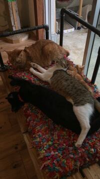 バルサンについてです 2dkの賃貸で猫を多頭飼いしているので Yahoo 知恵袋