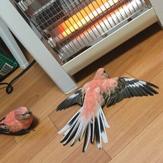 鳥に詳しい方 ポケモンは 実際の動物をモデルにしたものが沢山あり Yahoo 知恵袋