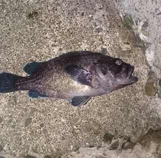 これはクロソイですか ガヤですか 北海道の小樽で釣りました Yahoo 知恵袋