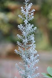 この植物の名前教えてください オーストラリア原産アカザ科のコチア ダイヤ Yahoo 知恵袋