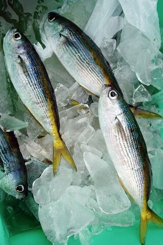 熱海沖の初島へ10月末行きます 子供と釣りをしたいのですが 何釣りがベストで Yahoo 知恵袋